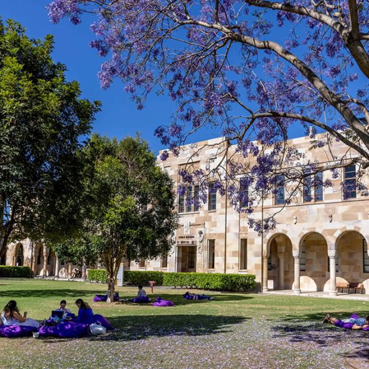 jacarandas-lm-55_0